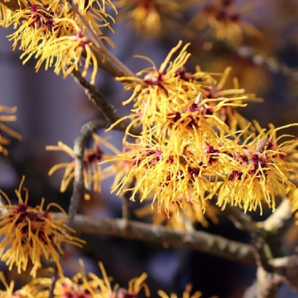 Witch Hazel Oil