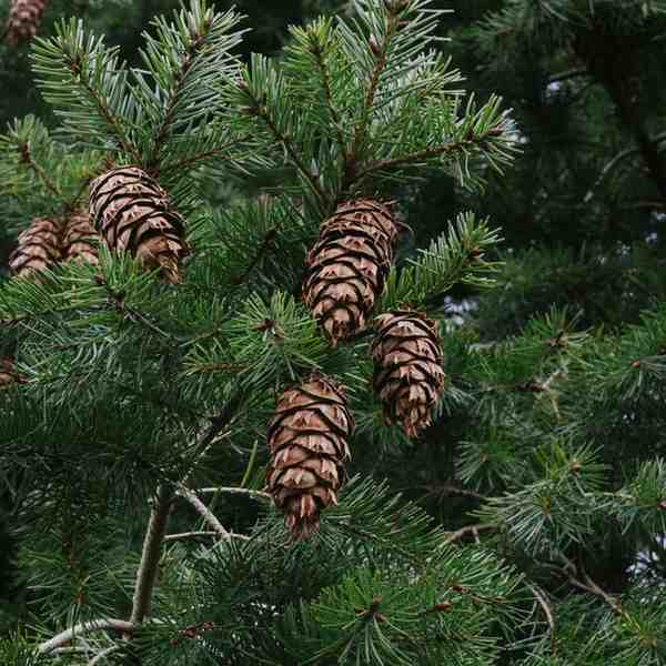 Buy cedarwood fragrance oil