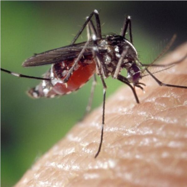 Bug Repellant Fragrance Oil