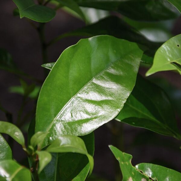 Camphor Fragrance Oil