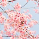 Cherry Blossom Fragrance 0il