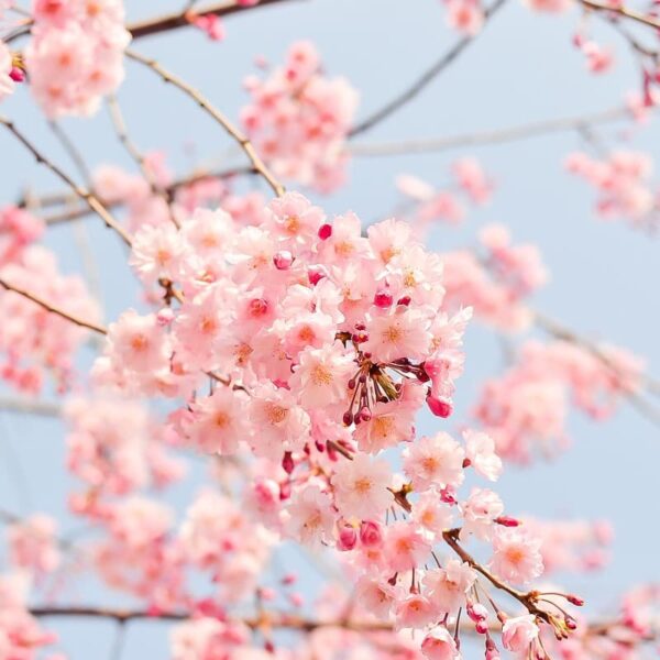 Cherry Blossom Fragrance 0il