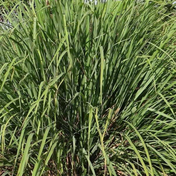 Citronella Fragrance Oil