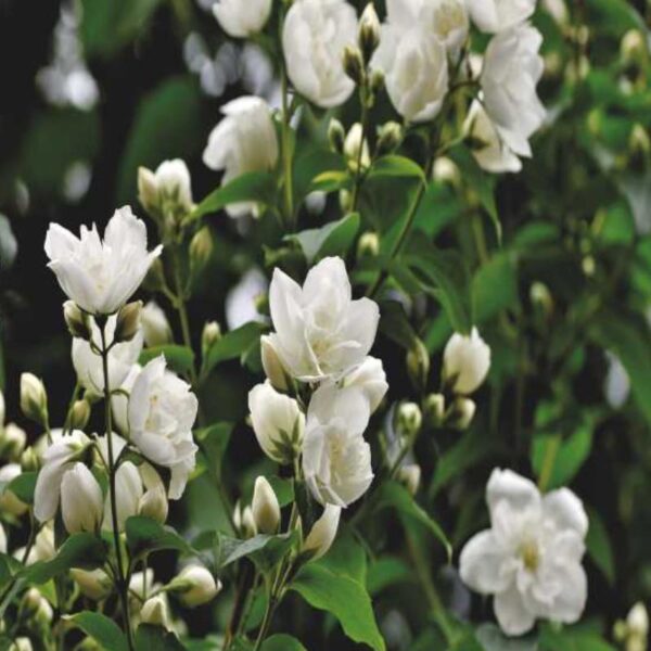 Jasmine Sambac Fragrance Oil