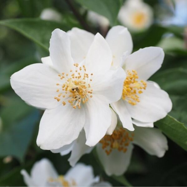 Majmua Fragrance Oil
