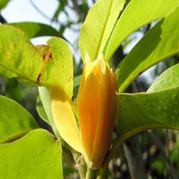 Nagchampa Fragrance Oil