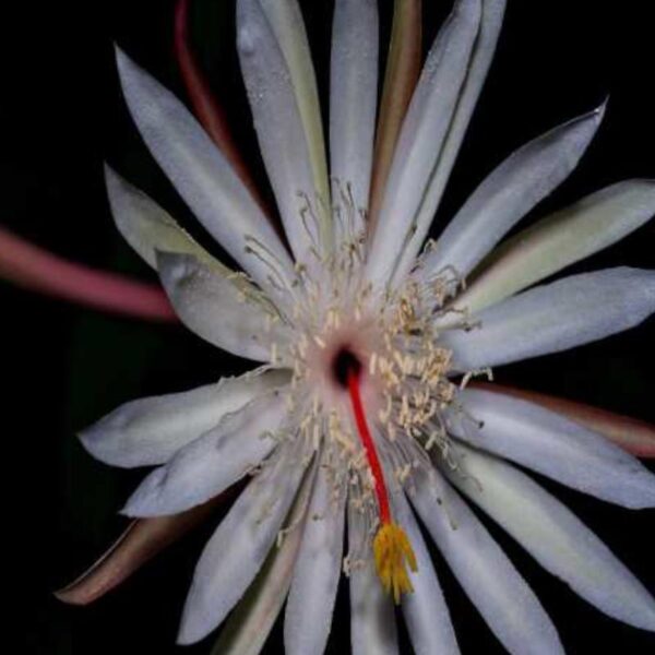 Night Queen Fragrance Oil