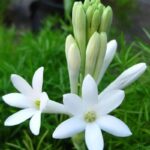 Tuberose Fragrance Oil
