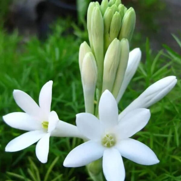 Tuberose Fragrance Oil