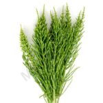 Buy Horsetail Essential Oil