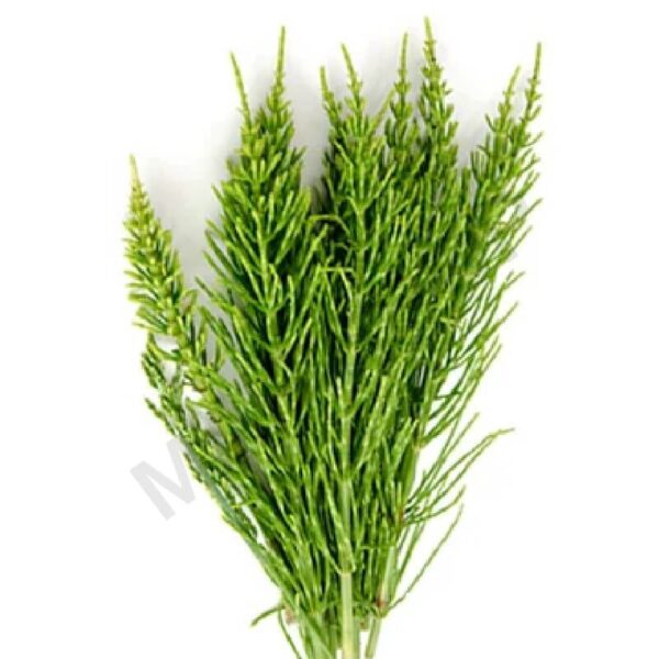 Buy Horsetail Essential Oil
