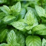 Buy Peppermint Co2 Extract Oil