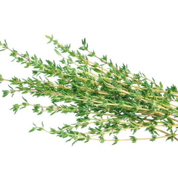 Buy Thyme Red Essential Oil