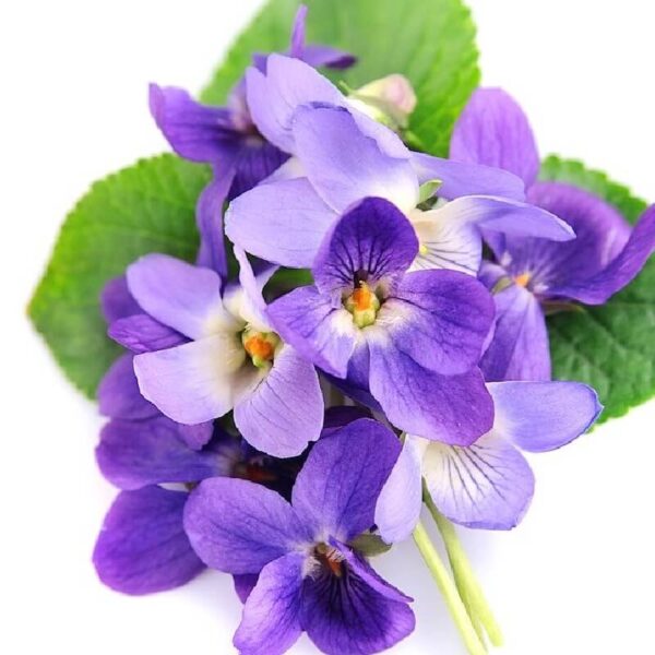 Buy Violet Essential Oil